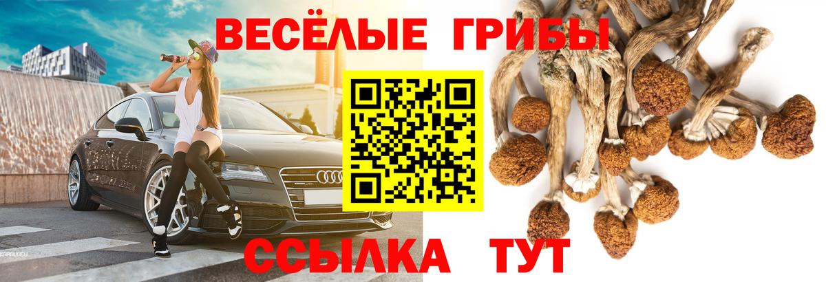 Псилоцибиновые грибы Psilocybe  Псилоцибиновые грибы GOLDEN TEACHER  Вход с VPN  Уфа 